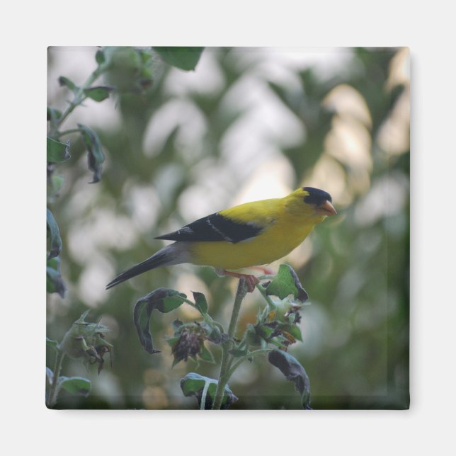 Gult Goldfinch Magnet (Framsidan)