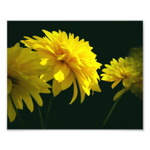 Gult Goldquell Flowers in Sunshine 8x10 Fototryck