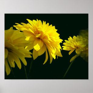 Gult Goldquell Flowers in Sunshine Poster