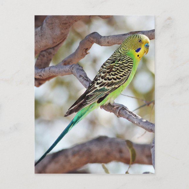 Gult-Grönt Budgerigar Vykort (Framsida)