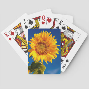 Gult Hardy Solrossolrosfoto, bästa solrosfoto Casinokort