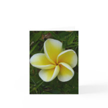 Gult Hawaii Plumeria Foleting Card