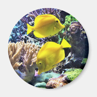 Gult Hawaiian Tang Fish Magnet
