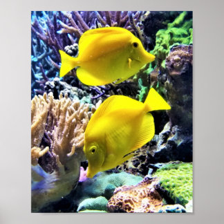 Gult Hawaiian Tang Fish Poster