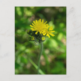 Gult Hawkweed Wildblomvykort Vykort