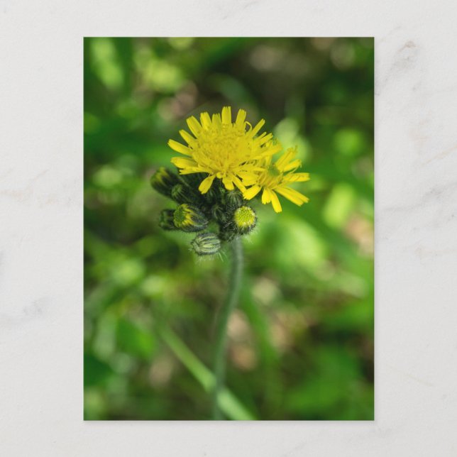 Gult Hawkweed Wildblomvykort Vykort (Framsida)