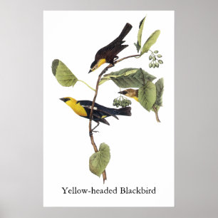 Gult-head Blackbird - John Audubon Poster