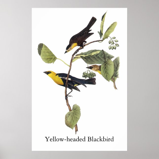 Gult-head Blackbird - John Audubon Poster (Framsidan)
