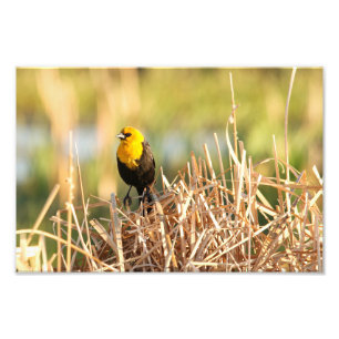 Gult Headed Blackbird Fototryck