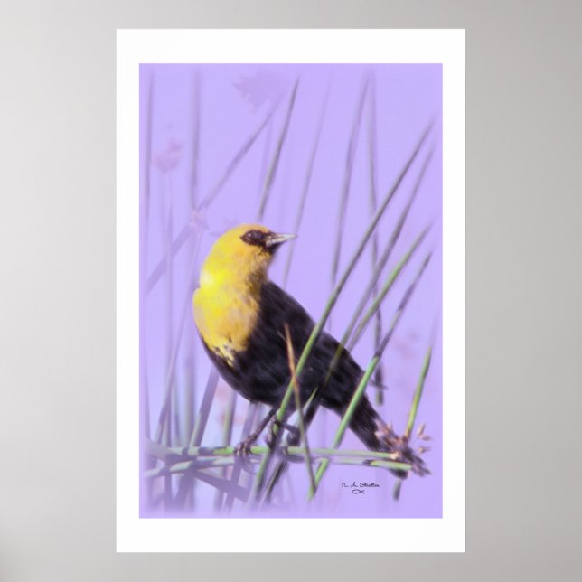 Gult-Headed Blackbird... Skriv ut. Poster (Framsidan)