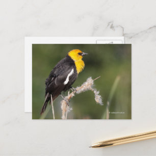 Gult-Headed Blackbird Songbird in Marsh Vykort