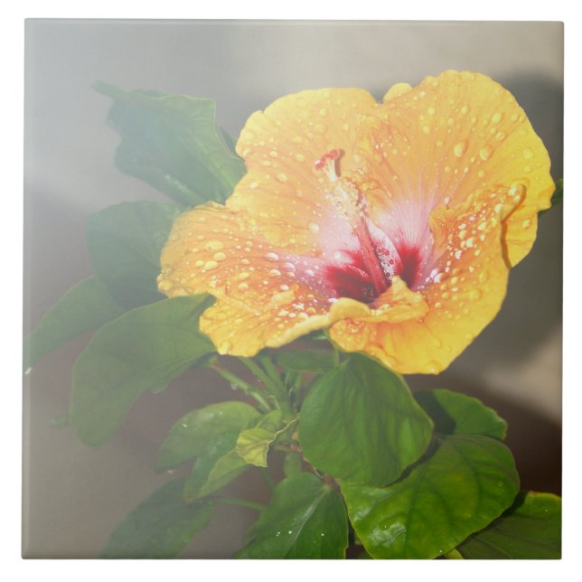 Gult Hibiscus-blomma Tile Kakelplatta (Framsidan)