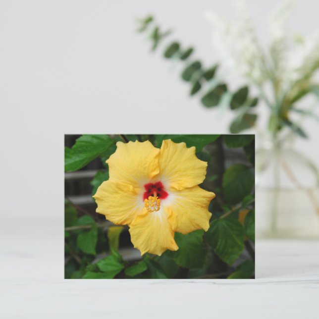 Gult Hibiscus-blomma Vykort (Stående Fram)