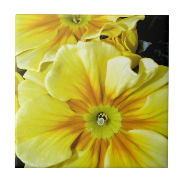 Gult hibiscus-blommor kakelplatta (Framsidan)