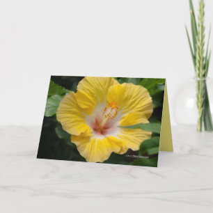 Gult Hibiscus Bloom Kort