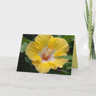Gult Hibiscus Bloom Kort