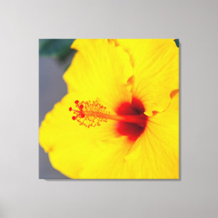 Gult Hibiscus Canvastryck