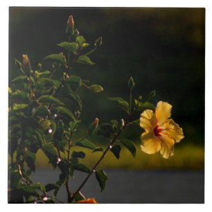Gult Hibiscus Flower Bush Tile Kakelplatta