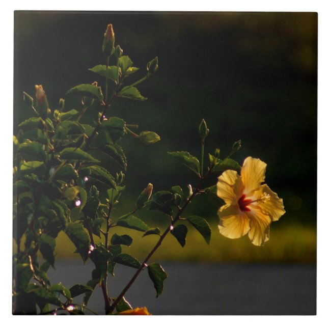 Gult Hibiscus Flower Bush Tile Kakelplatta (Framsidan)