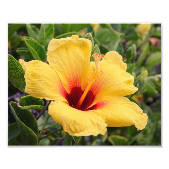 Gult Hibiscus Flower | Fotoutskrift Fototryck (Framsidan)