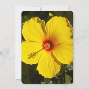 Gult Hibiscus Flower Inbjudningar
