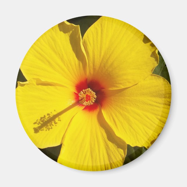 Gult Hibiscus Flower Magnet (Framsidan)