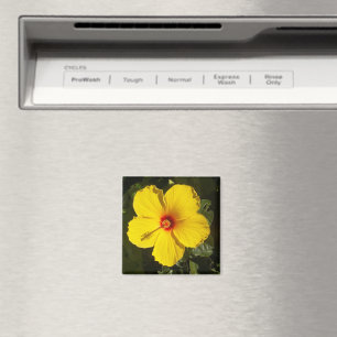 Gult Hibiscus Flower Magnet