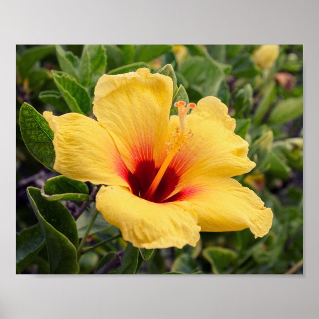 Gult Hibiscus Flower | POSTER (Framsidan)