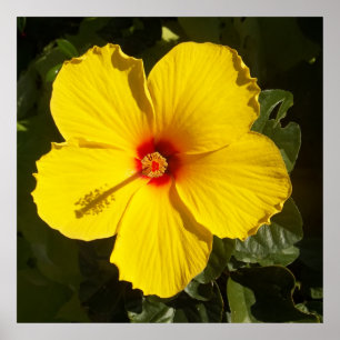 Gult Hibiscus Flower Poster