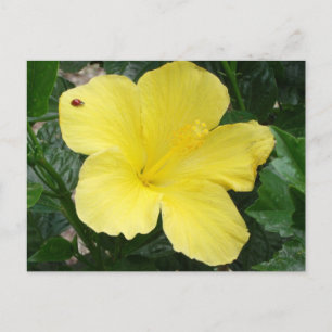 Gult Hibiscus Flower vycard Vykort