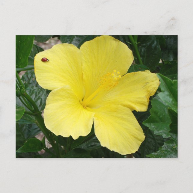 Gult Hibiscus Flower vycard Vykort (Framsida)
