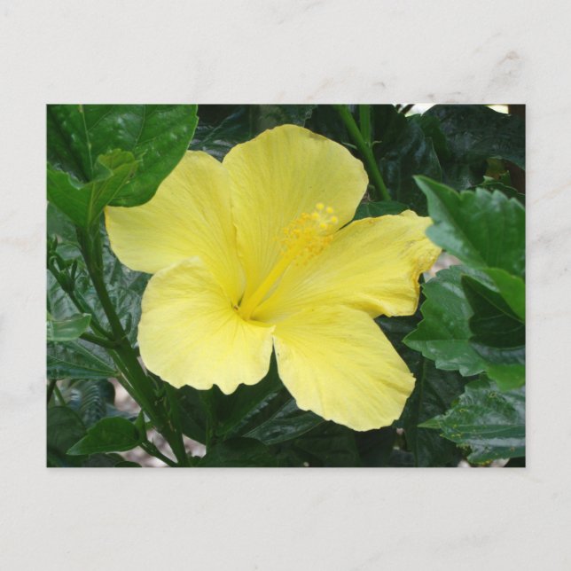 Gult Hibiscus Flower vycard Vykort (Framsida)