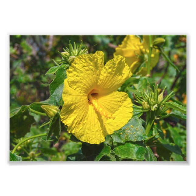 Gult Hibiscus Hawaii State Flower Fototryck (Framsidan)