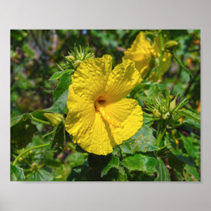 Gult Hibiscus Hawaii State Flower Poster