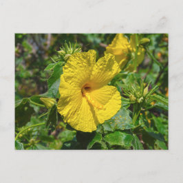 Gult Hibiscus Hawaii State Flower Vykort