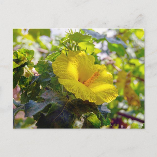 Gult Hibiscus Hawaii State Flower Vykort (Framsida)