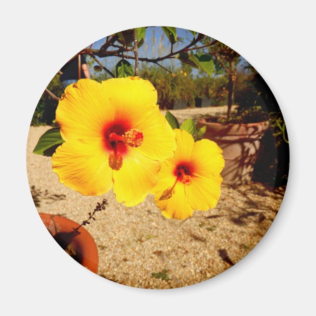 Gult Hibiscus Magnet (Framsidan)