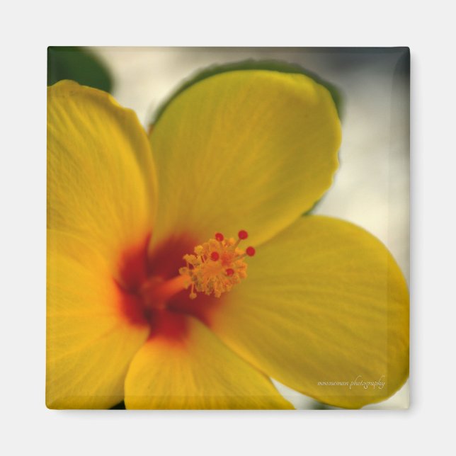 Gult Hibiscus Magnet (Framsidan)