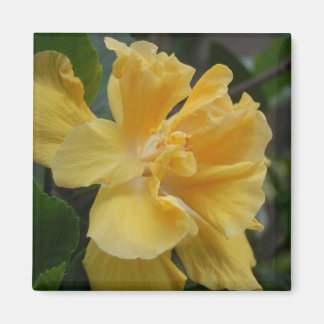 Gult Hibiscus magnet