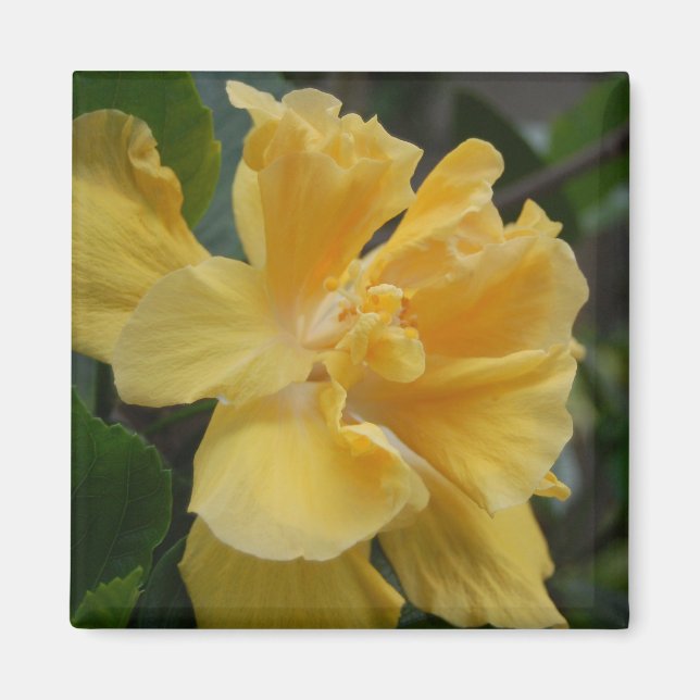 Gult Hibiscus magnet (Framsidan)