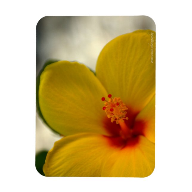 Gult Hibiscus Magnet (Vertikal)