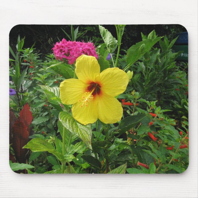 Gult Hibiscus Musmatta (Framsidan)