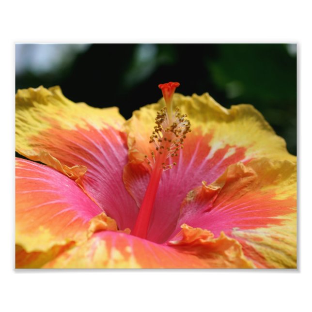 Gult Hibiscus Petals 10x8 Flower Fototryck (Framsidan)