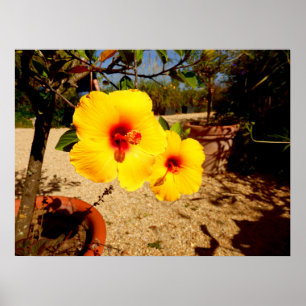 Gult Hibiscus Poster