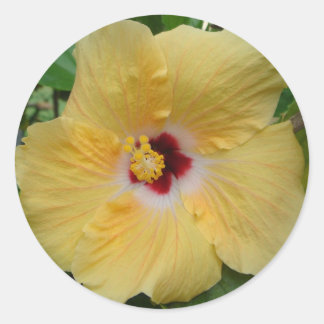 Gult Hibiscus Runt Klistermärke