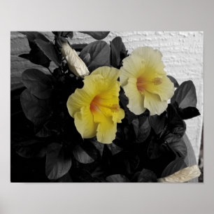 Gult Hibiscus selektiva färg-foto Poster
