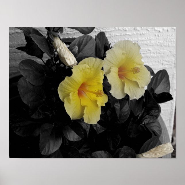 Gult Hibiscus selektiva färg-foto Poster (Framsidan)