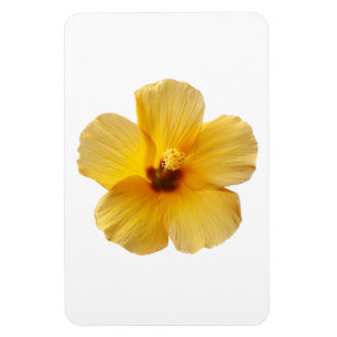 Gult Hibiscus Tropical Flower Flowers Blommigt Magnet