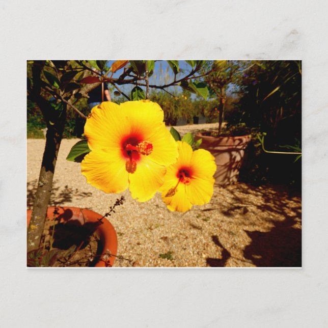 Gult Hibiscus vykort (Framsida)