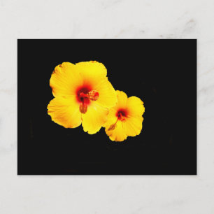 Gult Hibiscus vykort